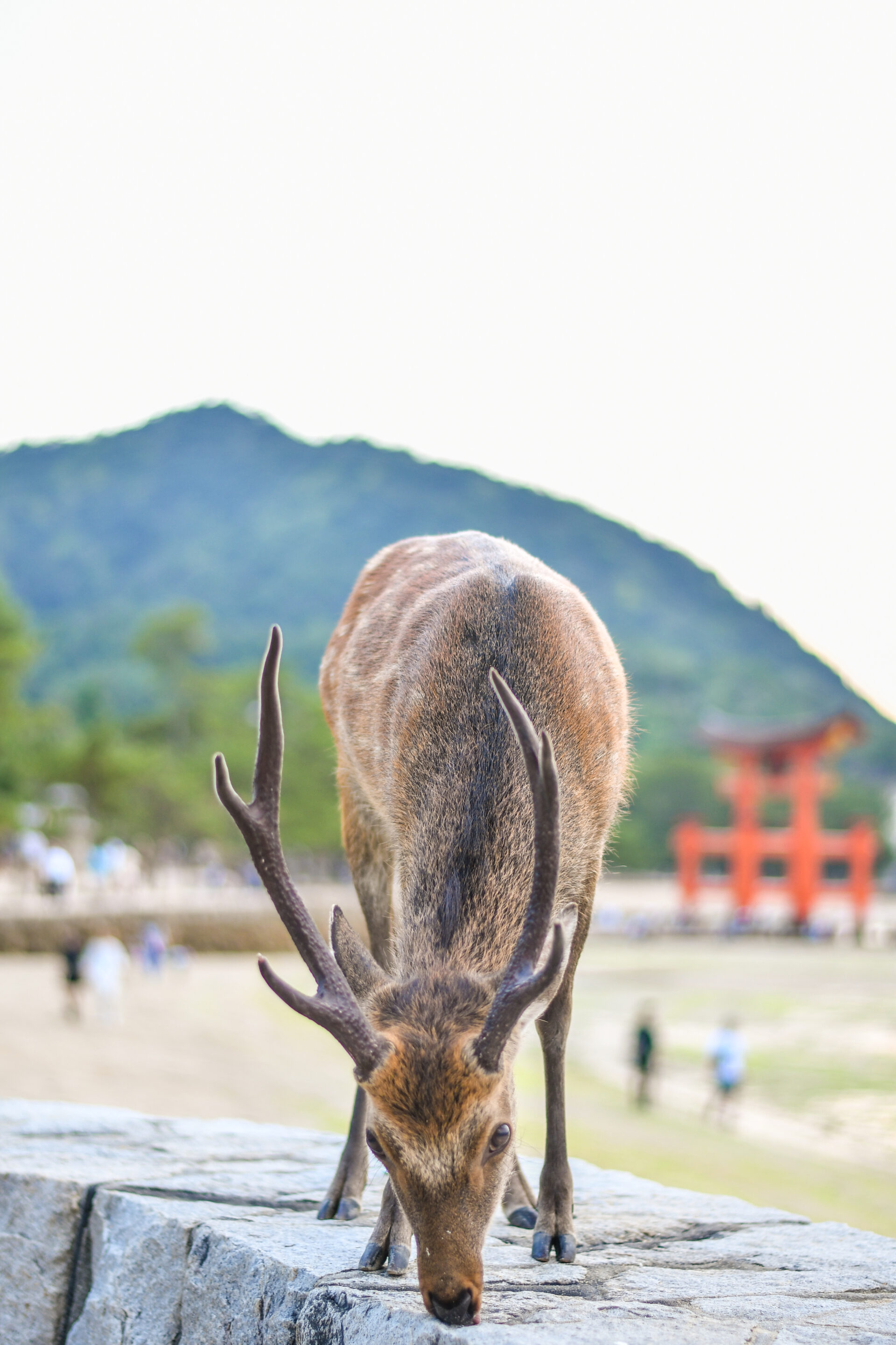 deer